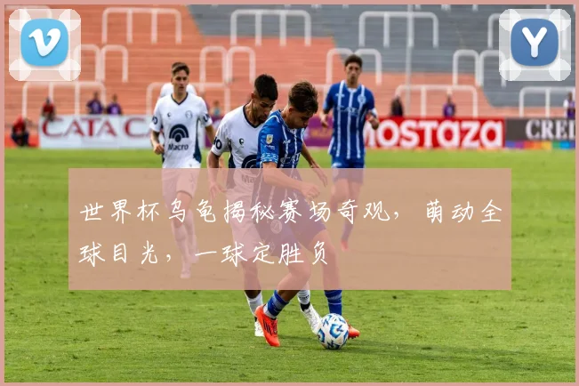 世界杯乌龟揭秘赛场奇观，萌动全球目光，一球定胜负
